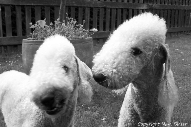 Alanna & Svet 08072007-1 - Kopie.jpg